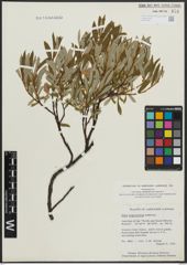Foto von Salix argyrocarpa Andersson